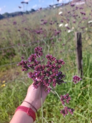 Verbena incompta