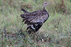 Lissotis melanogaster