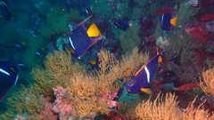 Holacanthus passer