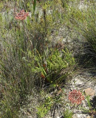 Dilatris corymbosa