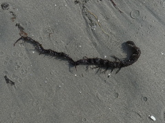 Chondracanthus chamissoi