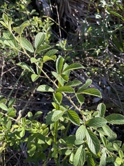Rubus cuneifolius