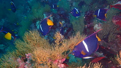 Holacanthus passer