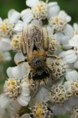 Leioproctus fulvescens