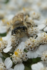 Leioproctus fulvescens