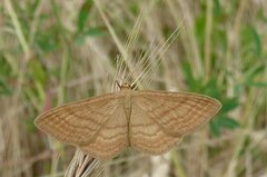 Idaea ochrata