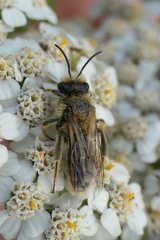 Leioproctus fulvescens