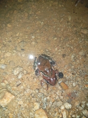 Tomopterna natalensis