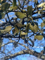 Phoradendron leucarpum