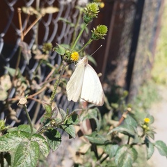 Ascia monuste monuste