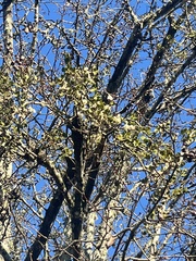 Phoradendron leucarpum