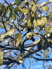 Phoradendron leucarpum