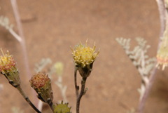 Chaenactis douglasii douglasii