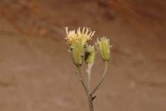 Chaenactis douglasii douglasii