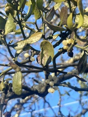 Phoradendron leucarpum