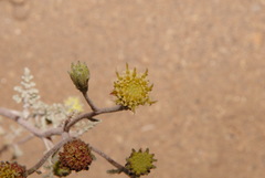 Chaenactis douglasii douglasii