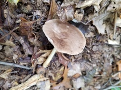 Pluteus hongoi