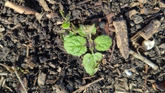 Rhynchosida physocalyx