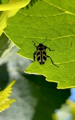 Astylus atromaculatus