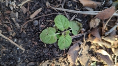 Rhynchosida physocalyx