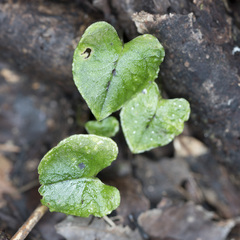 Corybas acuminatus