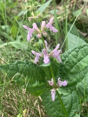 Stachys latidens