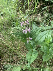 Stachys latidens
