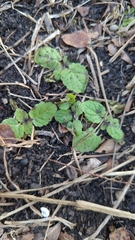 Rhynchosida physocalyx