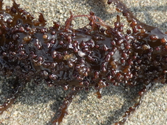 Chondracanthus chamissoi