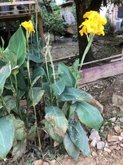 Canna × generalis