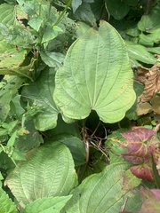 Dioscorea villosa