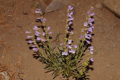 Penstemon speciosus