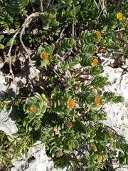 Borrichia arborescens