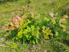 Curatella americana