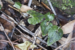Corybas acuminatus