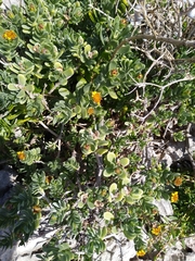 Borrichia arborescens