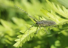 Agapanthia villosoviridescens
