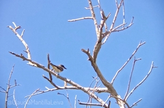 Tyrannus dominicensis dominicensis