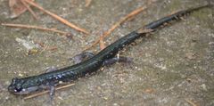 Plethodon metcalfi
