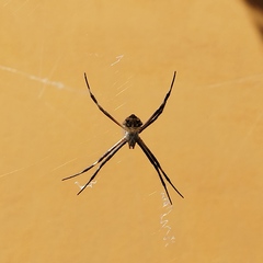 Argiope argentata