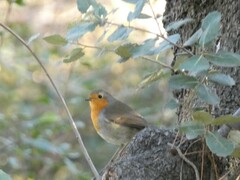 Erithacus rubecula