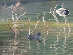 Anas platyrhynchos platyrhynchos