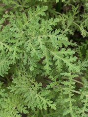 Hydrophylloideae