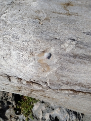 Cenchritis muricatus