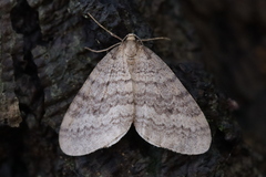 Operophtera