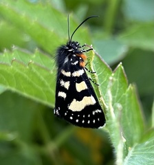 Phalaenoides tristifica