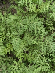 Hydrophylloideae