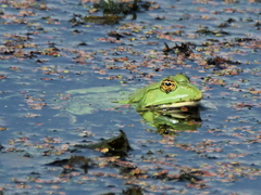 Pelophylax lessonae