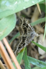 Xanthorhoe semifissata