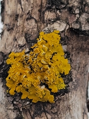 Xanthomendoza fallax